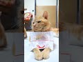 フルーツタルト　261002　 #cat #のせ猫 #cute　 #ねこ　 #猫のいる暮らし　 #フルーツタルト