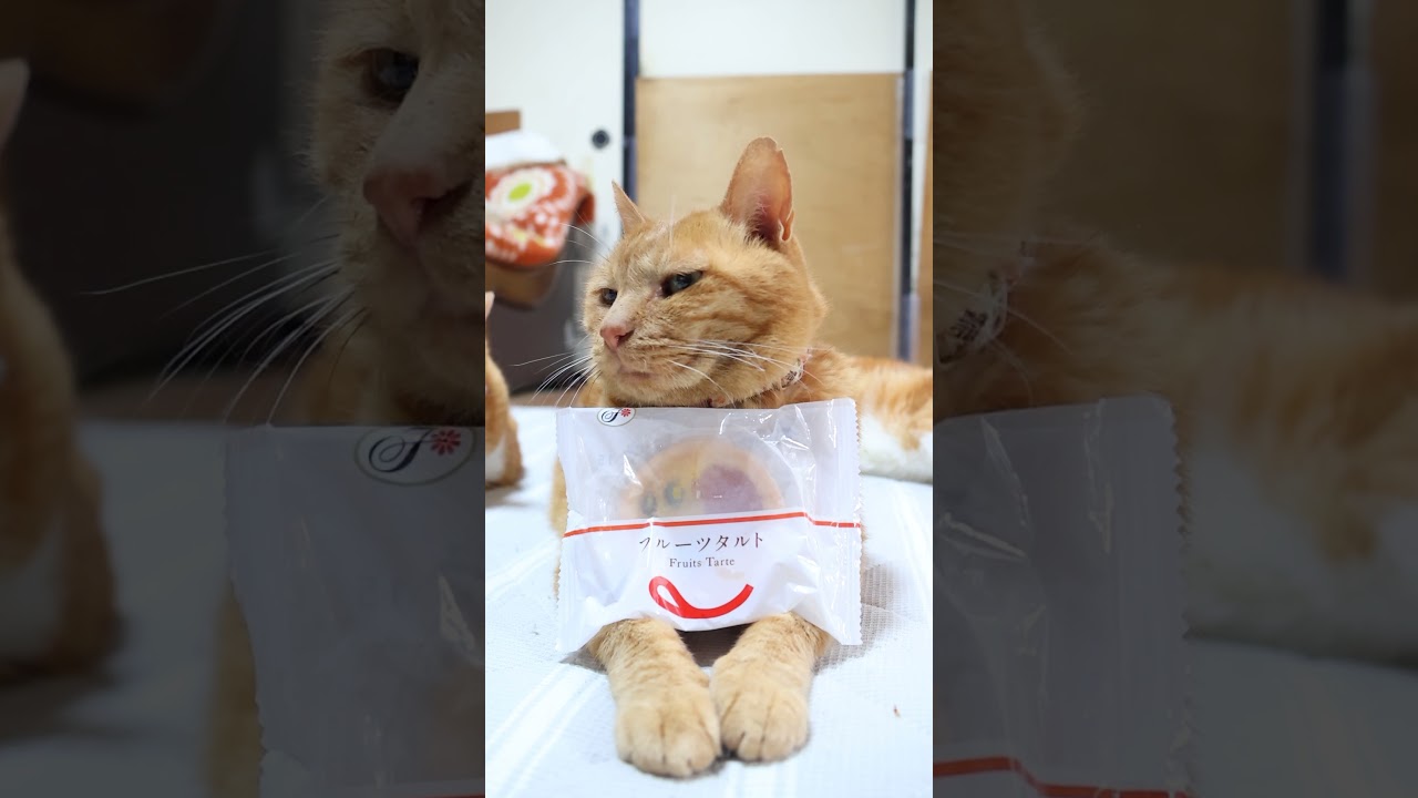 フルーツタルト 261002 #cat #のせ猫 #cute #ねこ #猫のいる暮らし