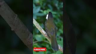 Download Mp3 Bunyinya Seperti Tembakan Laser, Burung bersuara unik #shorts Gudang lagu Download Mp3 Bunyinya Seperti Tembakan Laser, Burung bersuara unik #shorts