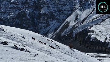 Blue Sheep/Mammals of Ladakh/Zanskar/#ladakhi #new #viralvideo #wildlife #documentary