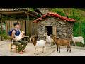 Completing The Stone Shed A Sturdy New Home For The Goats 