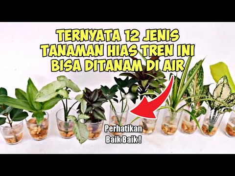 Video: Tumbuhan bawah air: jenis, nama dan penerangan