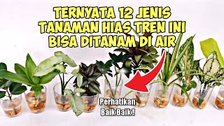 12 Jenis Tanaman Hias Yang Dapat Hidup Dengan Media Air