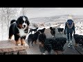 WALKING OUR 10 BERNESE MOUNTAINS DOGS IN THE SNOW!!! Ep. 3 || vlog011