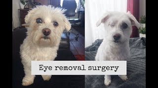 Dog eye removal surgery | The healing process