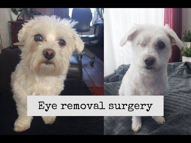 Dog eye removal surgery | The healing process - YouTube