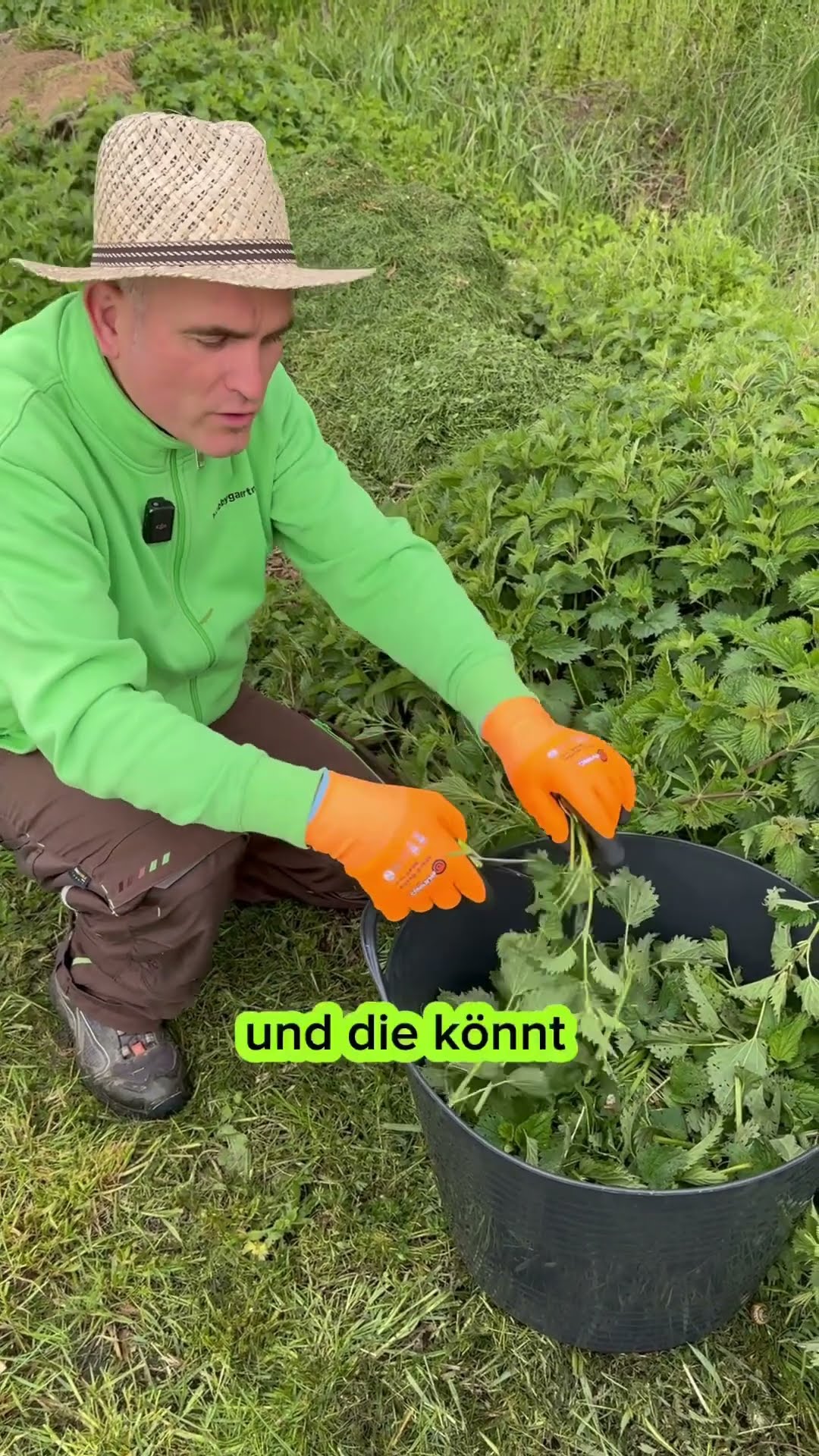 Mit Brennnesseln könnt ihr den perfekten Bio-Dünger für eure Pflanzen ...