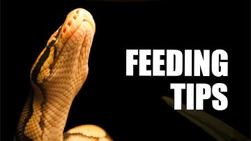 How To Switch Your Snake From Live to Frozen Rodents