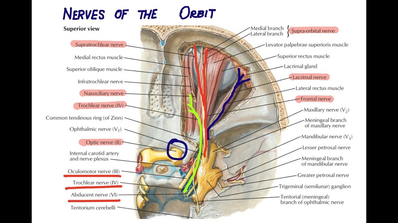 Nerves of Orbit | Head and Neck Anatomy - YouTube
