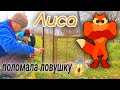 Лиса 🦊 разломала💪 ловушку 😮.