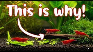 I Cracked the #1 Breeding Block—Cherry Shrimp Are Exploding! 🦐
