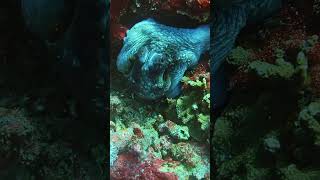 Octopus Changes Color on Coral