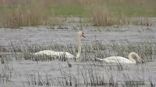 Лебедь-шипун Mute swan (лат. Cygnus olor)