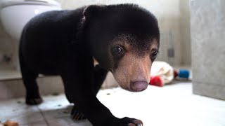 Bears About The House | Giles Clark rescues \& frees bear cubs - BBC Earth (ch. 184) | DStv
