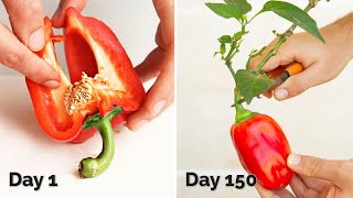 How to Grow Bell Peppers at Home | From Storebought Peppers