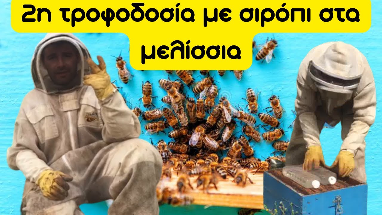 2η τροφοδοσία με σιρόπι στα μελίσσια και όπου χρειάζεται δίνω κηρήθρες