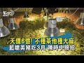 【TVBS新聞精華】20200829 天價6億! 不種茶他種大麻 藍嗆美豬吃3月 陳時中接招