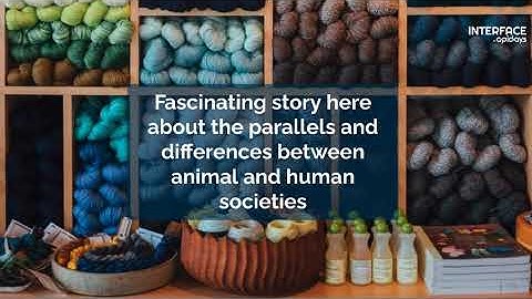 Apidays LIVE interface 2021 - APIs from consumption to contribution By Kristof Van Tomme