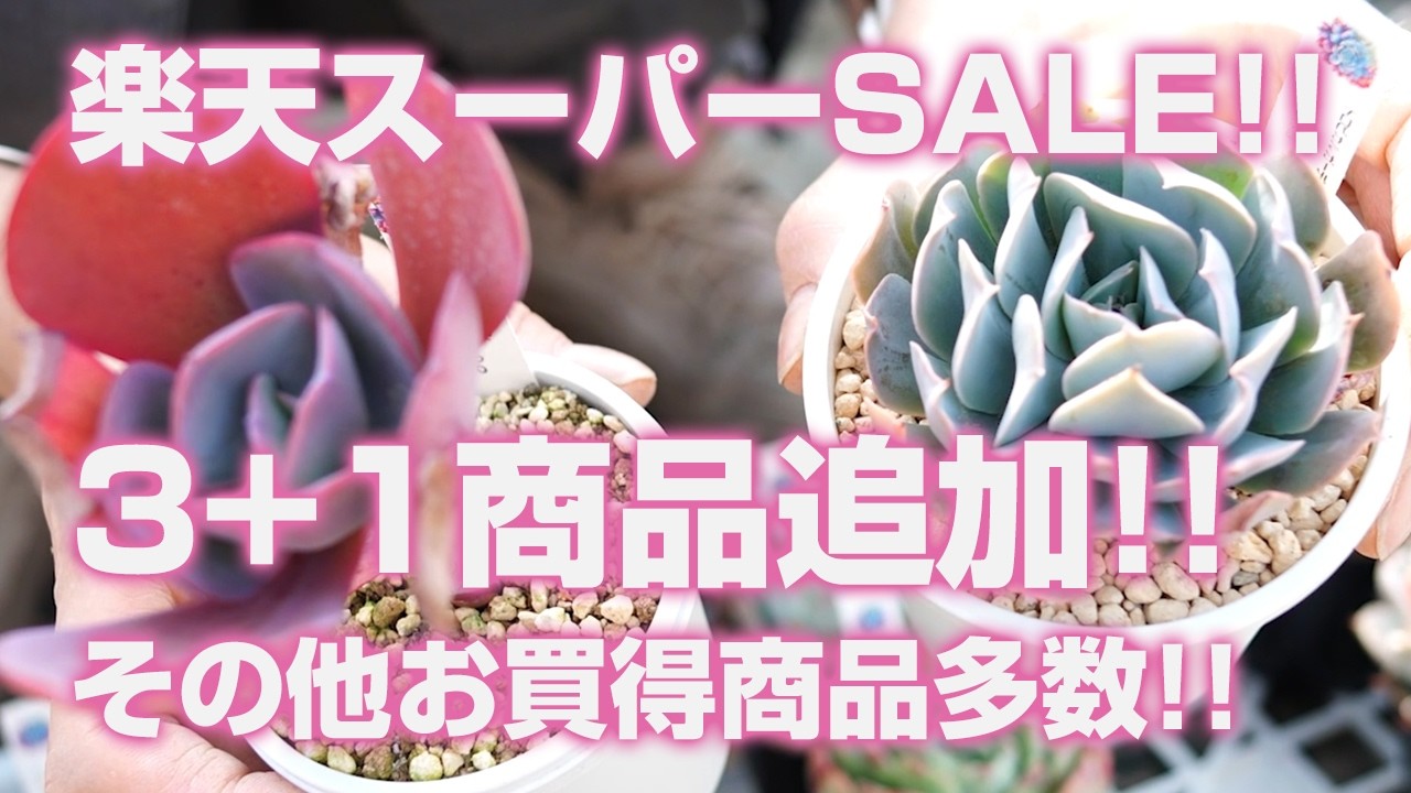 Succulents] Rakuten Super Sale! Huge Addition of 3+1 Items! Plus