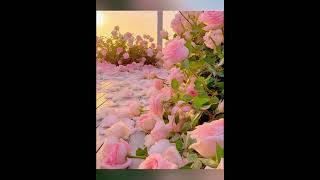 beautiful lite pink colour rose very very beautiful and fantastic dpz and wallpaper screenshot 5