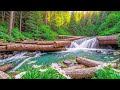 Restore the Nervous System 🌿 Healing Music, Soothes the Nervous System and Refreshes the Soul
