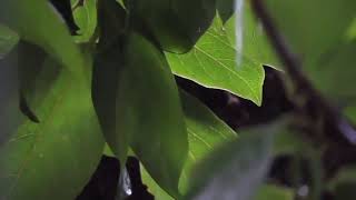 5 Hours Rainforest Sounds, Nature & Forest for Relaxation, Spa & massage rooms, sleep, study