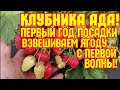 Клубника Ада, первый год посадки, взвешиваем ягоду с первой волны!