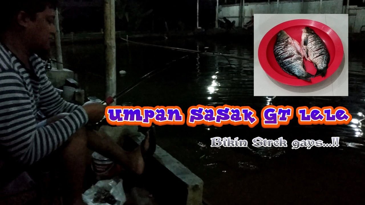 Umpan Galatama Lele menggunakan Sasak ikan mas memang tiada duanya
