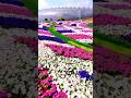Most Beautiful Garden Beautiful Flowers Most Beautiful Garden Beautiful Flowers
