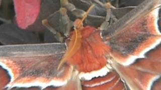 GIANT MOTH: Huge insect found in China
