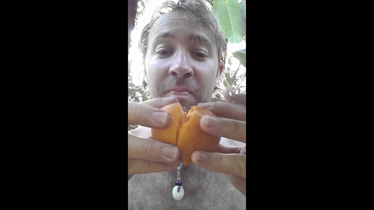 garcinia dulcis mundu yellow mangosteen