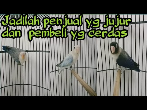 Video: Berapa Lama Lovebird Hidup?