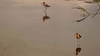 Mississippi River Flyway. American Avocets - explore.org 06-25-2023