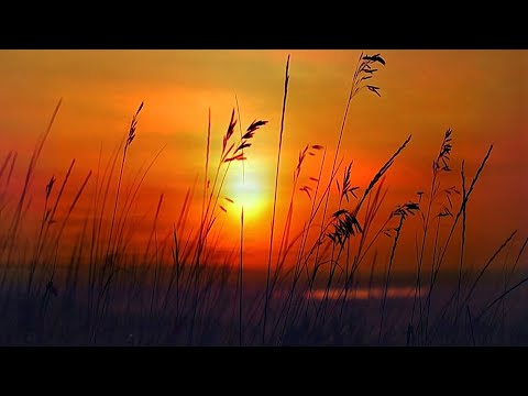 Nature Sounds For Sleeping | Relaxing Night Ambience To Help You Fall Asleep | Sleep ASMR