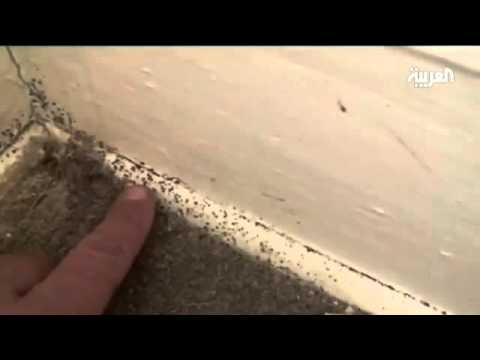 فيديو: يرقات الحشرات: كيف تبدو وكيف يتم التخلص منها وأنواعها