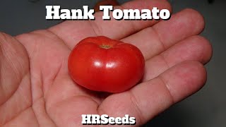 ⟹ Hank Tomato | Solanum lycopersicum | Tomato Review