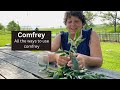 Comfrey how we use this controversial herb on the homestead