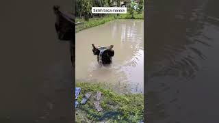 Download Lagu Salah baca mantra #lucu #comedy MP3