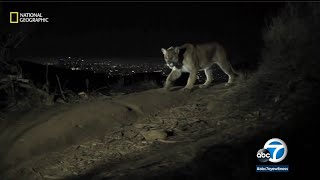 Native tribes call for P-22 to be buried near Griffith Park