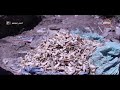 مصر تستطيع مشروع لـ إيناكتس عين شمس قرية شكشوك تحول قشر الجمبري إلى سماد عضوي مصر تستطيع مشروع لـ إيناكتس عين شمس قرية شكشوك تحول قشر الجمبري إلى سماد عضوي