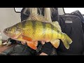 Catching JUMBO Perch with a REAL Eye | Perch Patrol
