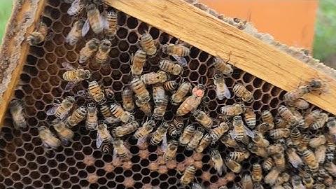 Benefits of 3 frame mating Nucs in beeyards #beekeeping  #backyardbeekeeping #urbanbeekeeping