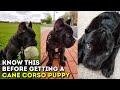 You MUST Know This Before Getting a Cane Corso Puppy の動画、YouTube動画。