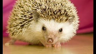 Dinimize Göre Kirpi Eti Yenir Mi Ve Kirpi Eti Lezzetli Mi