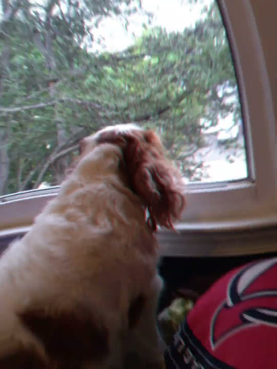 my-king-charles-cavalier-edit-1-youtube