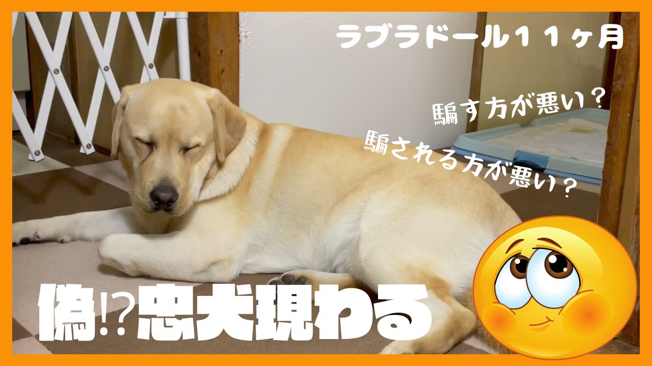 ラブラドールレトリーバー 子犬１１ヶ月 忠犬を装う犬 完全に騙される爺 Youtube