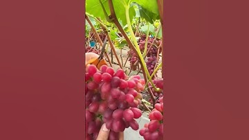 Grape harvesting techniques using sharp tools #farming #satisfying #shorts