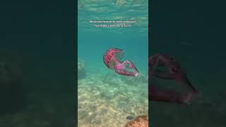 Medusas Más Bonitas Encontradas Buceando! #medusa #buceo #snorkeling #playa #talasofobia