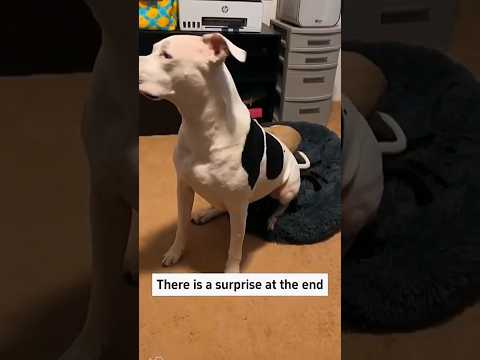 Dogs being idiots with cat part 150 🤣🐕 #funnydog #funnypet #cutedog #dog #pets #shorts