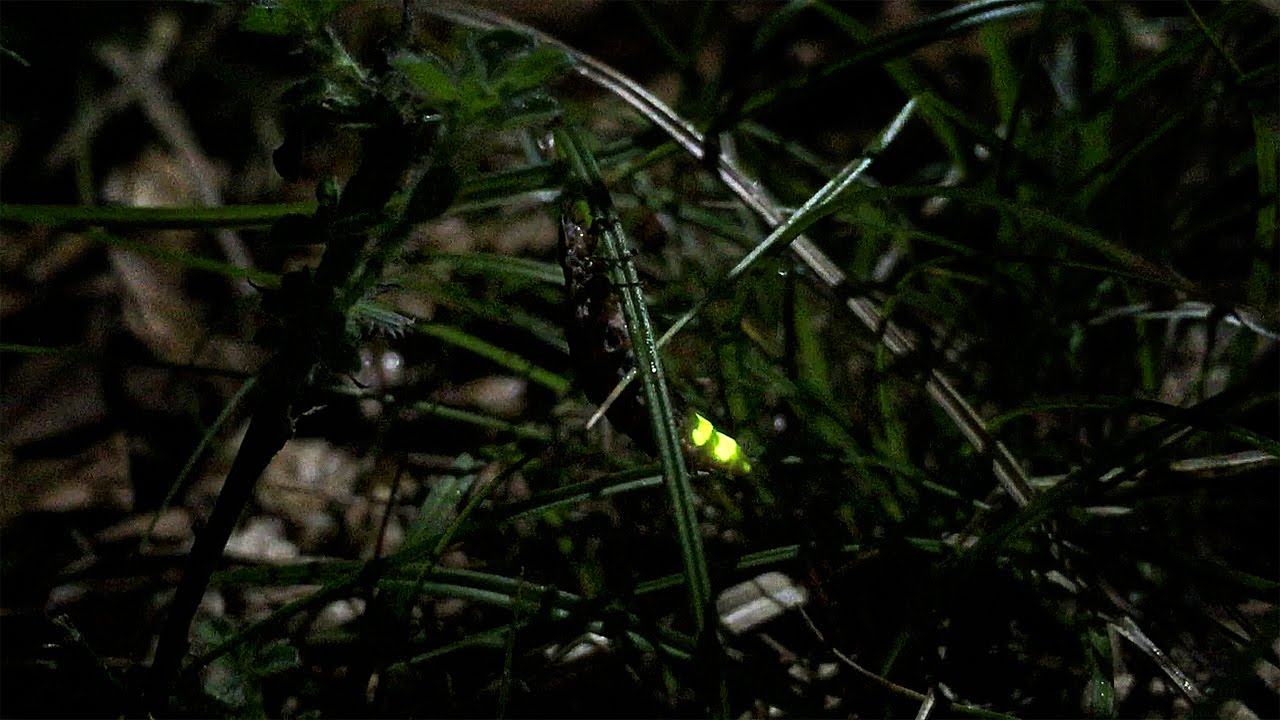 LIGHTNING BUGS AT NIGHT Nature Video LAMPYRIDAE vuurvliegjes